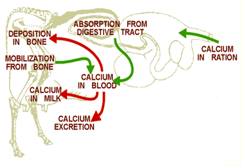 DCAB, Са и Mg в кормлении сухостойных коров