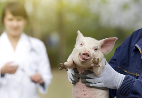Оценка фитогенных препаратов в свиноводстве