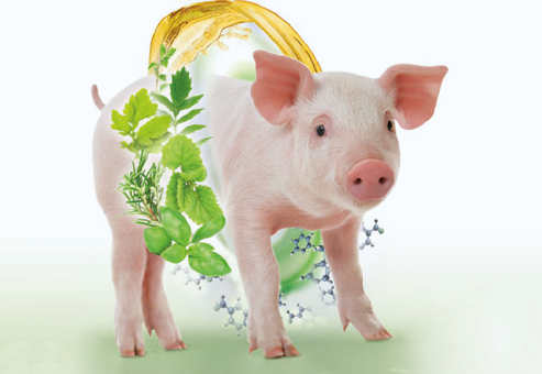 Дигестаром ПЕП - Повышение продуктивности в кормлении свиноматок